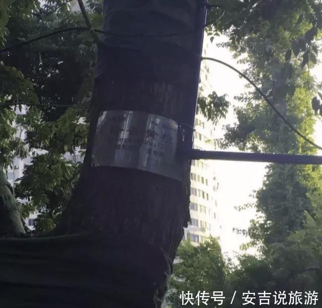  #小时#最大的黄花梨树，40个保安24小时看护