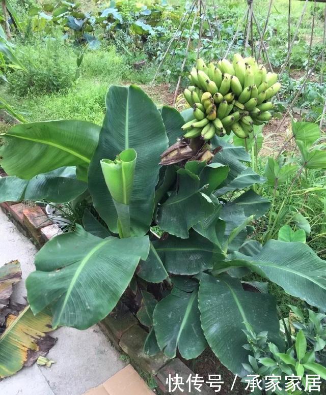  绿萝■能盆栽的迷你香蕉树，比绿萝还耐阴的花，叶子亮得像打蜡！