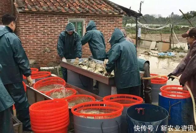  #半夏#每亩收获1500斤，收购价比去年略低，农民依旧靠它致富脱