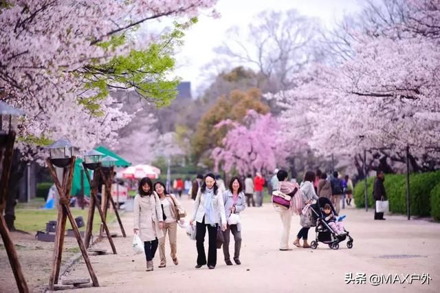 国内最美的10处赏樱地， 70万株樱花树烂漫惹人醉