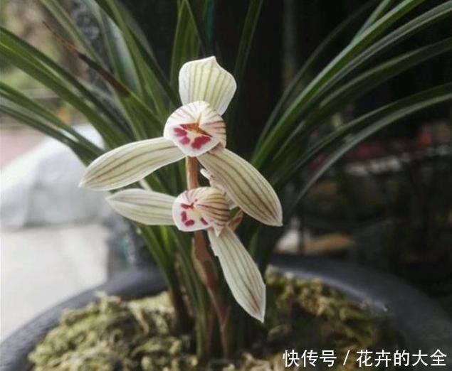 「机液肥」养兰花,试试这种“树枝”,催根长旺,叶子绿油油,管用