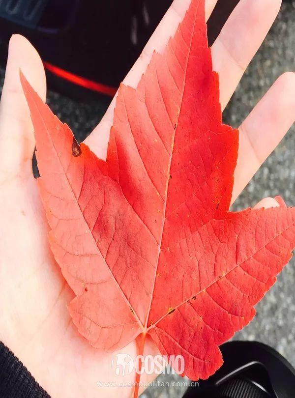 彩妆迷 | 黄皮唇膏非它莫属，买了这枫叶色其他的都能扔掉!