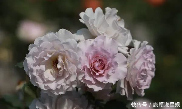  艳羡@当博士遇上玫瑰，碰撞出令人艳羡的玫瑰秘园