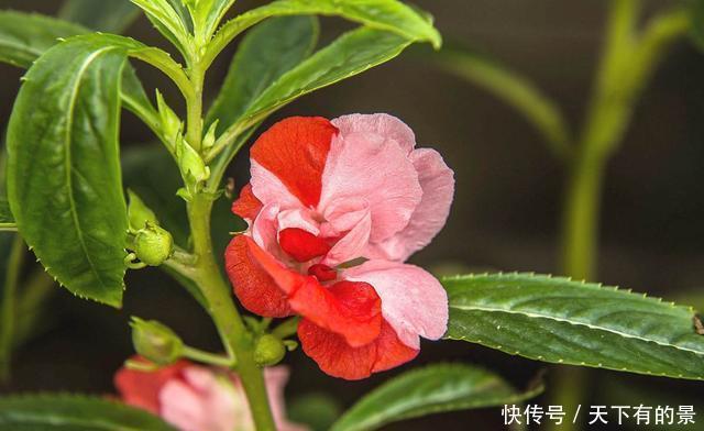 「名字」3种花名字很俗气,但非常好养活,开花量大爆盆简单,谁养谁喜欢
