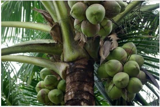 亚洲纸巾大王:不是维达和柔洁,24岁创业今有20万员工资产过千亿