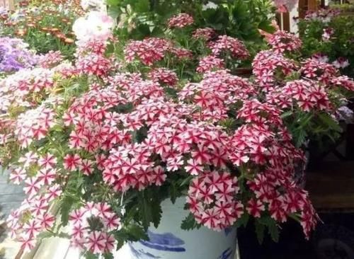  #洋桔梗#4种花美的出奇，开起花来“拦”不住，美不胜收，你养了吗