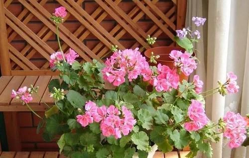  「叶子」蝴蝶梅开完花叶子都黄了，是什么原因？