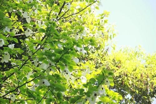  『植物园』太美，快去看，枝头飞舞一片“白鸽”，植物园的“活化石”开花啦