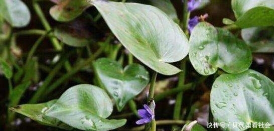  「人称」农村一野草，人称“鸭舌草”，农民讨厌它，其实可食可