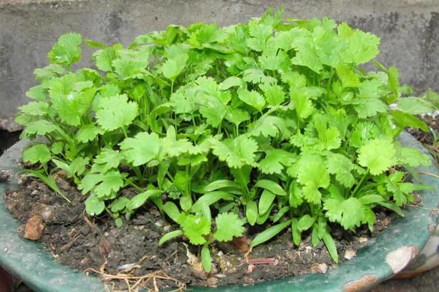 『种植蔬菜』种什么蔬菜?一次种植长期收获?什么蔬菜利益高?