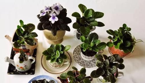  『室内』好看、小巧的室内观花植物，这几种就不要错过了