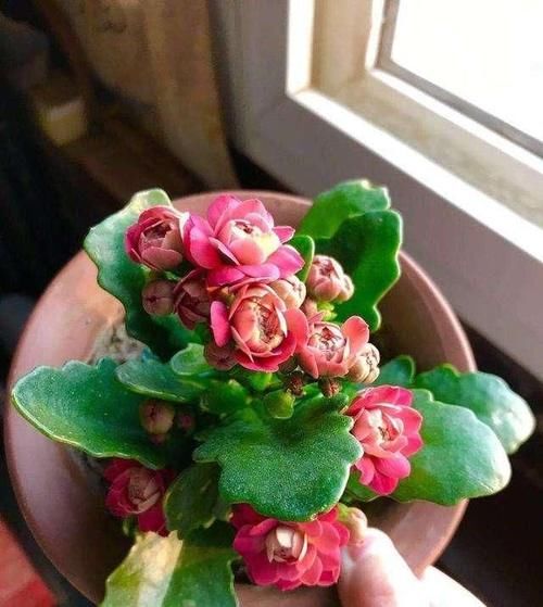  「扦插」5种花，现在“扦插”刚刚好，生根快，当年就开花！