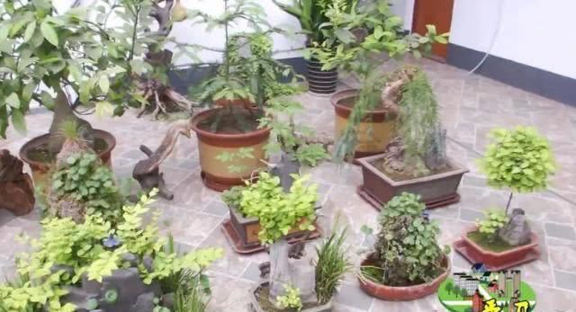  「蔡红超」高手在民间，北水屯的这个大哥把“植物园”搬到了自己家