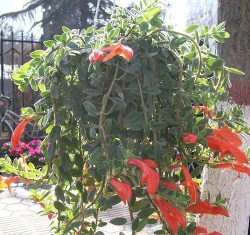  「盆栽」此种盆栽，花叶俱美，一年开花300多天，上面爬满'小金鱼'