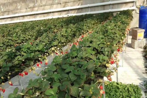  [大棚]从50元跌到10元，还是卖不出去，可让乡亲们愁坏了，销路