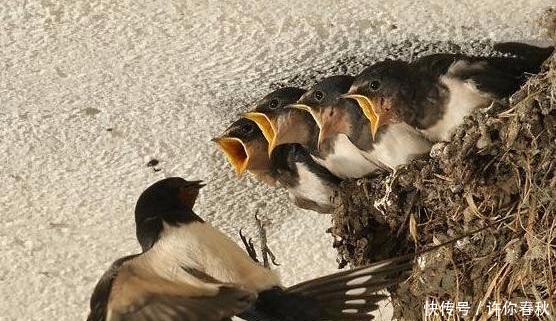  「俗语」农村老人常说“燕知寒门，狗知新婿”是什么意思，真的