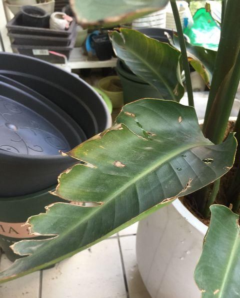  「养护」龟背竹烂根和晒伤的区别，晒伤换个位置，喝点啤酒，叶绿油比盆大