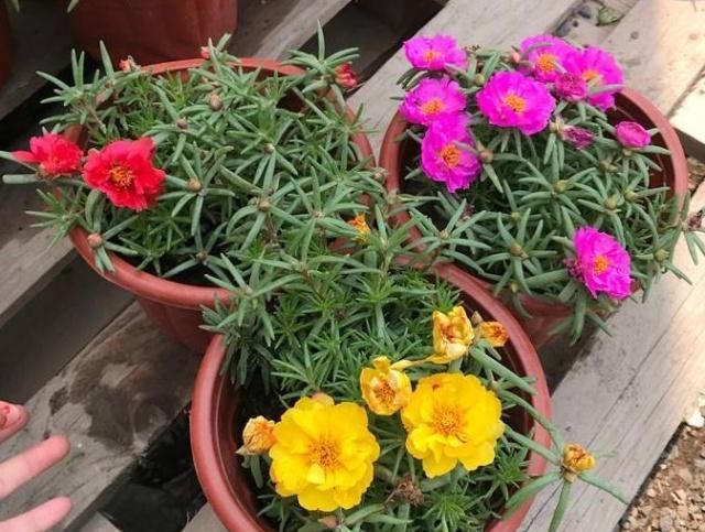  『富贵花』阳台养3种“富贵花”，花儿艳、叶片绿，2月不管，照样成“花海”