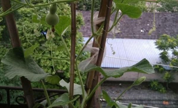  [葫芦]阳台种葫芦，只需要简单几步，就能让你的阳台挂满小葫芦！