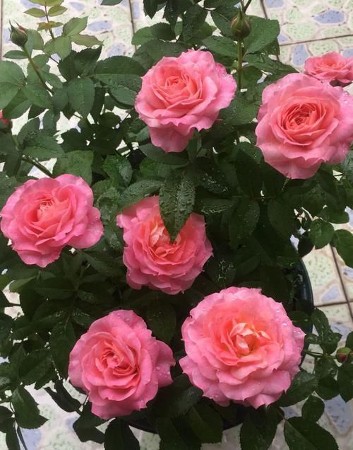  「三角梅」喜欢三角梅，不如养盆“精品”柠檬黄三角梅，金光灿灿，清新优雅