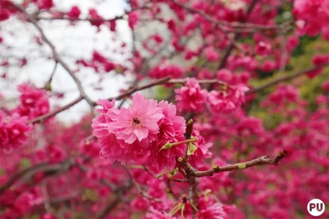 靓！佛山周边1500株樱花已盛开，最美的春天在这里~