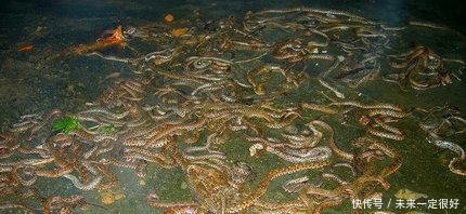 此湖中连续三天三夜涌出浑水，村民用簸箕往浑水一捞，顿时惊呆住