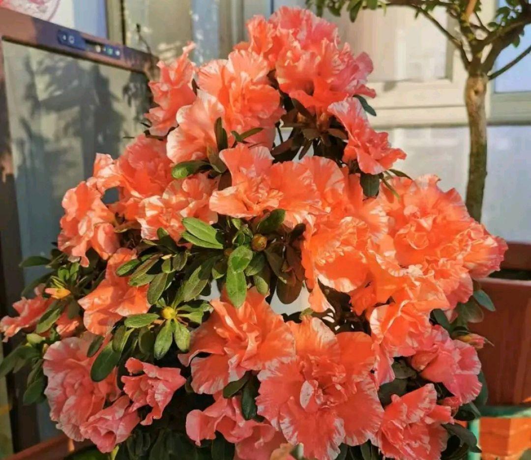 快速:野生杜鹃盆景桩头栽种存活技巧,裸根的杜鹃花也能快速发根