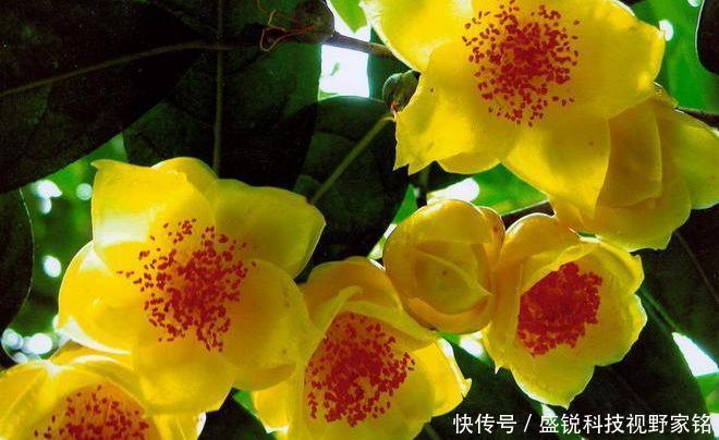  扦插■养花不仅是消遣还能赚钱植物界的大熊猫，金花茶的扦插和养护！