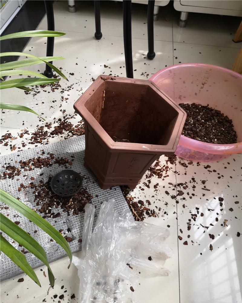 『根爆』“老三样”配料:兰花根爆盆,取不出来,杂交兰太好养!