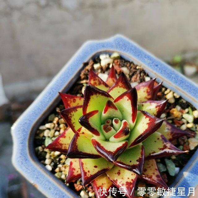 【时节】多肉在美好时节里尽情绽放吧!