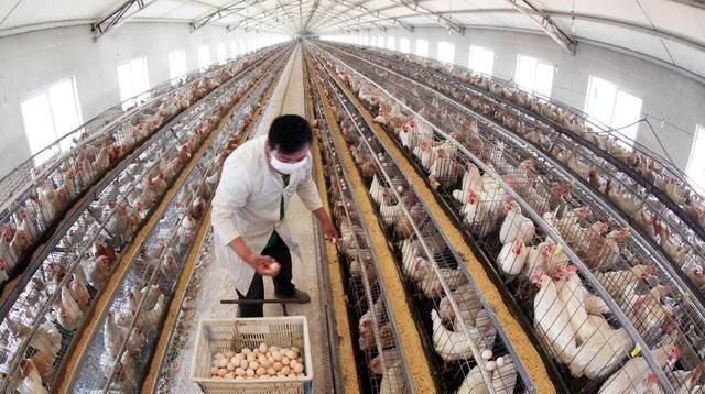  养殖场■要想在农村安心创建养殖场，这三个证件一个都不能少