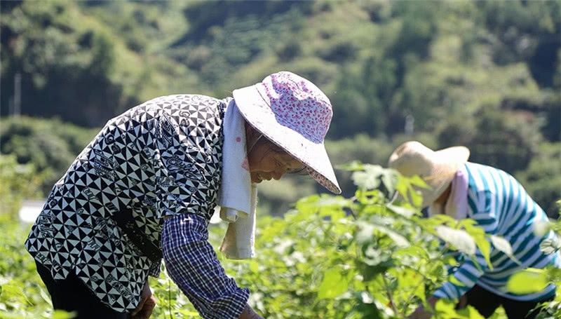 [构树]曾是农村一大害树，如今成高产猪食，有农民大量种植