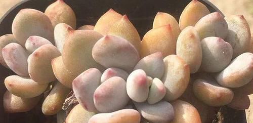  『开挂』多肉植物开挂区和逆挂区都有哪些地方？你在什么的地域？