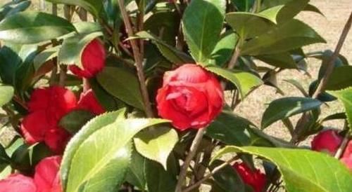  『花怎么修』作为中国十大名花之一的茶花，该怎么修剪，具体修剪方法图解