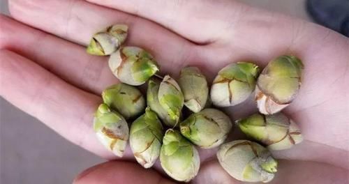 越多越好@茶花花苞越多越好?小心空欢喜一场!