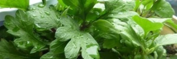  「季节」天竺葵什么季节扦插