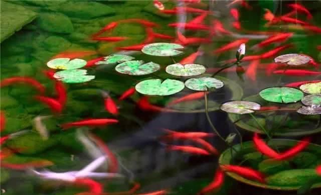 66岁大叔，8年时间打造出了中国最美私家花园，让人叹为观止！