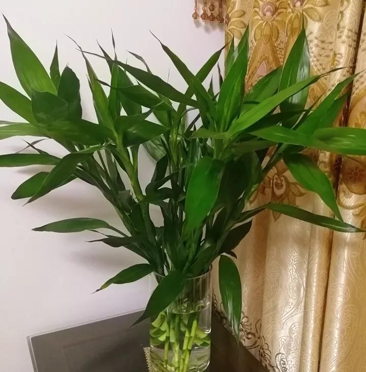  #富贵竹#富贵竹养护小技巧，叶子长的绿油油，水体不发臭，观赏度高