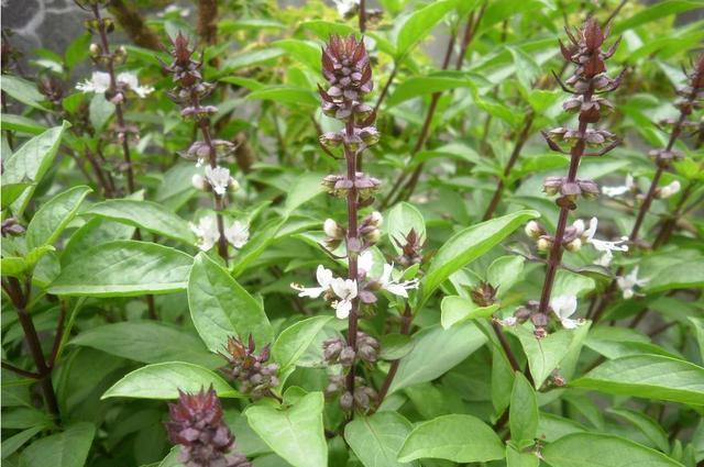  『喜欢光照』3种花是天然“香水花”，自带香味很好闻，夏天养一盆，驱蚊赶虫