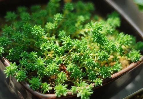  #新手#敲重点，那些适合新手小白养的多肉植物，每一个都美得不像话！