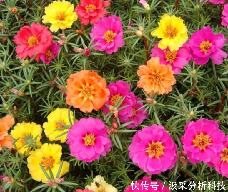  懒人@懒人新手就养“3种花”，不用费心，就能长的特别好，四季常绿！