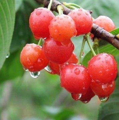  [庭院]在庭院里种上些花果，开花时显情调，结了果又经济实惠味道还好