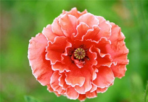  【24小时】中国最“精贵”的农民，堪比“唐僧肉”，警察24小时