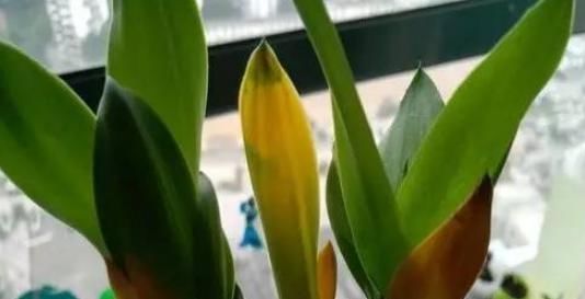  「家里」家里有这3种花，每月都要剪一刀，黄叶全消失！