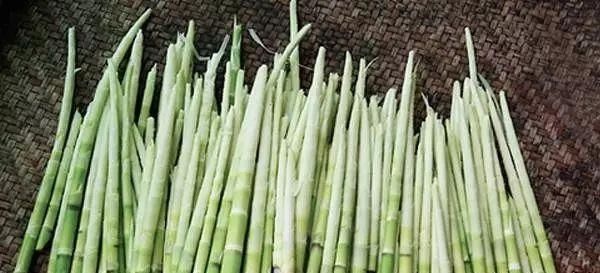  「那就」这种野草模样怪，身材高挑开花纯美，挖出嫩芽美味得舔净盘底！