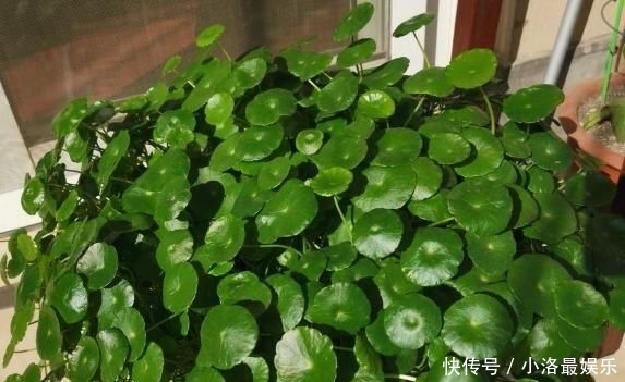 长成■这花有水就能活,还得狠心虐,晒一晒,一周长成“小森林”