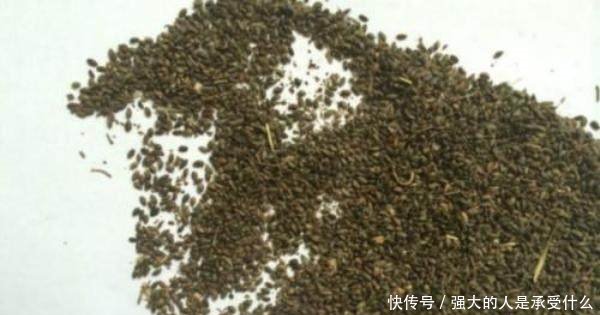 种植此中药却卖中药种子，一斤种子50元，亩均收益1万元