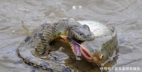 下河@钓友郊区河边钓鱼,水中突然阵阵涟漪,下河抓却不敢出手