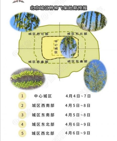  #北京#北京城区明起开始飘絮 下周渐迎高峰！