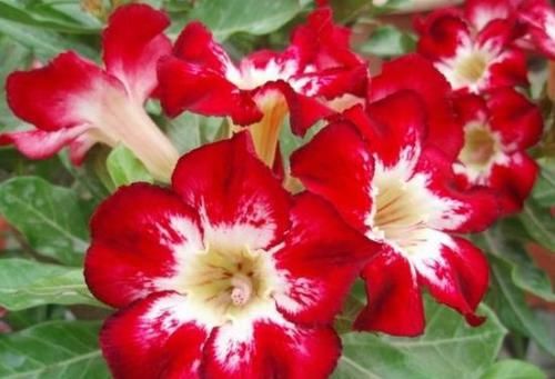 「皮实」养花太操心?5款“皮实”的花卉,阳台开成小花园,花朵烂漫迷人